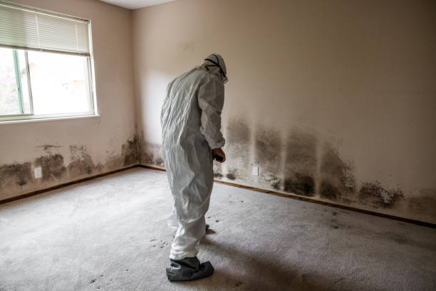 Reliable Fort Worth, TX Mold Inspection, Removal & Remediation Solutions